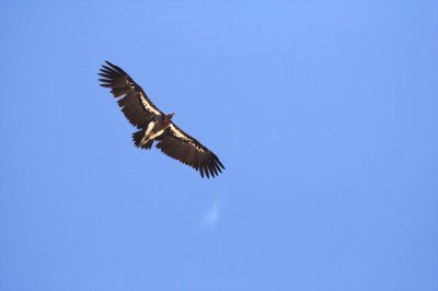 Lappetfaced vulture rising on a thermal