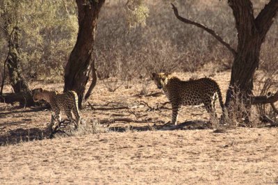 Female leopard and cub