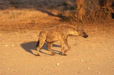 Hyena