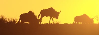 Blue wildebeest agains the rising sun