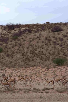 ...and with reason: there's a leopard on the ridge above them!