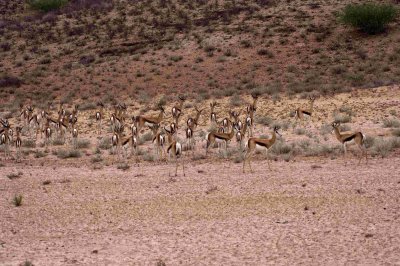 A couple of VERY nervous springbok.