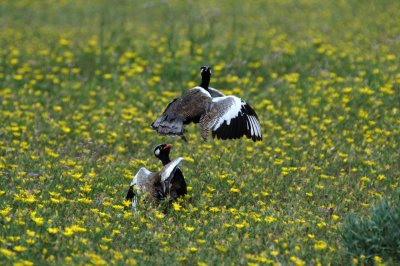 Black Korhaan males