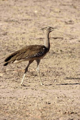 Kori Bustard