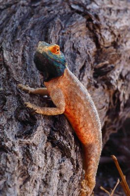 Agama lizard