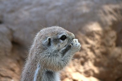 Ground Squirrel in Mata Mata Camp