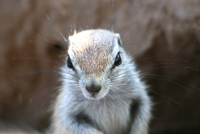 Ground Squirrel in Mata Mata Camp 2