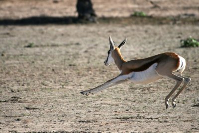 Jumping Springbok