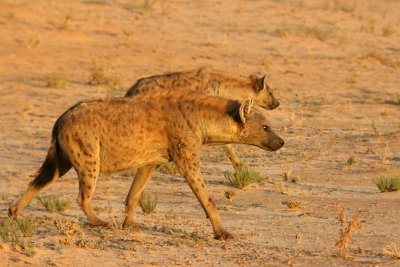 Hyena out on an early morning prowl