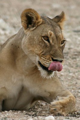 Lioness near Rooiputs Camp 2