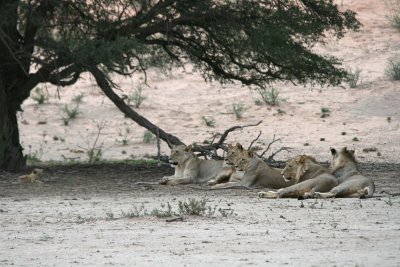 Young lions at Leeudril