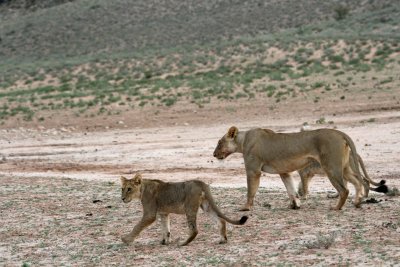 Lioness and cub at Monro