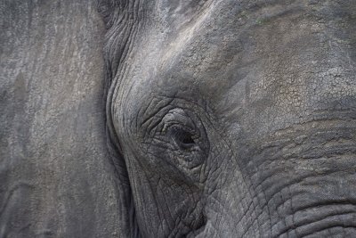 I see you - Elephant in Hwange