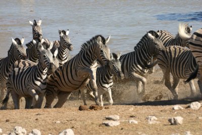 Zebra charging out of Okaukuejo waterhole