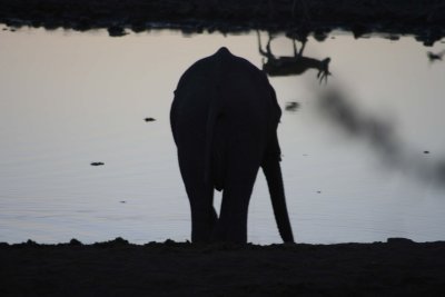 Sunset at Okaukuejo - baby elephant 2