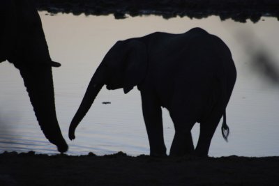 Sunset at Okaukuejo - baby elephant 1