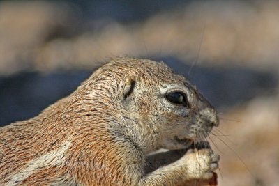 Ground squirrel