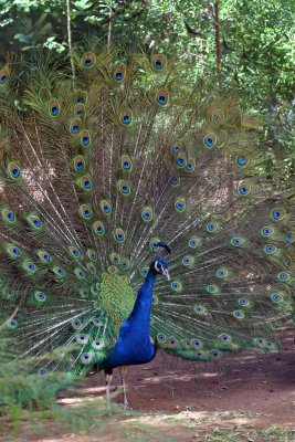 Peacock Tsumeb -2005