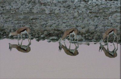 Springbok reflection