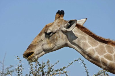 Giraffe