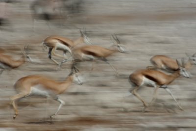 Abstract springbok