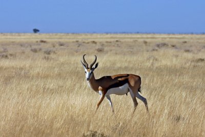 Springbok