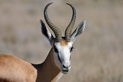 Springbok