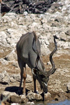 Kudu