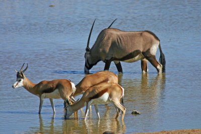 Springbok and Gemsbok in Okaukuejo waterhole