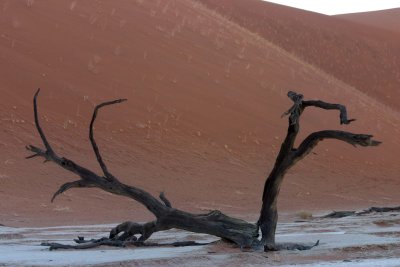 Dead Tree in Deadvlei - Namibia 1