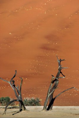 Dead Trees in Deadvlei - Namibia 2