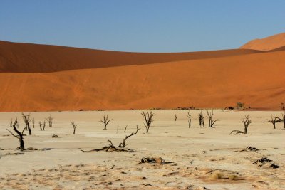Dead Trees in Deadvlei - Namibia 6