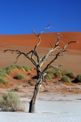 Dead Trees in Sossusvlei - Namibia