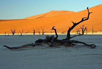 Dead Trees in Deadvlei - Namibia 9