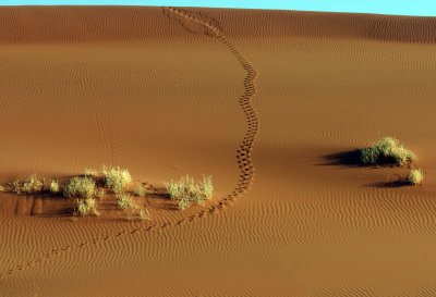 Footprint over the dune - Sossus vlei Namibia