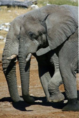 Elephant at Okaukuejo