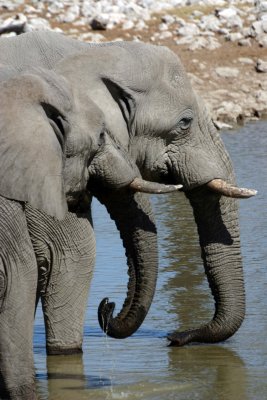 Elephant at Okaukuejo