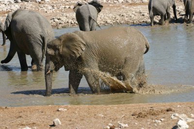 Elephant mud bath 1