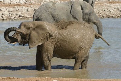 Elephant mud bath 2