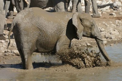 Elephant mud bath 3