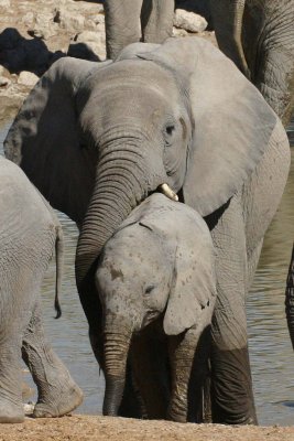 Mom and baby elephant