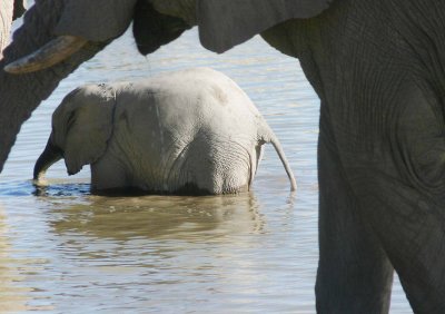 Baby elephant in Okaukuejo waterhole