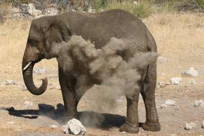 A little dusting powder - elephant at Okaukuejo
