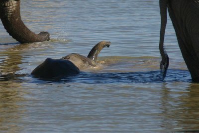 Baby elephant submarine