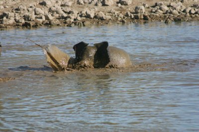 Baby elephant  in Okaukuejo waterhole 1