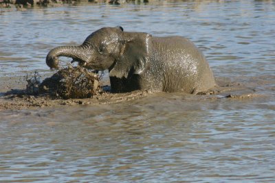 Baby elephant  in Okaukuejo waterhole 2