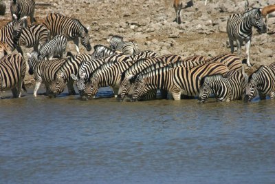Zebra drinking water at Okaukuejo