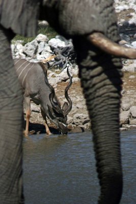 Elephant and Kudu at Okaukuejo waterhole