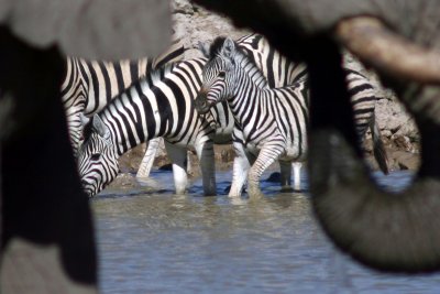 Zebra at Okaukuejo