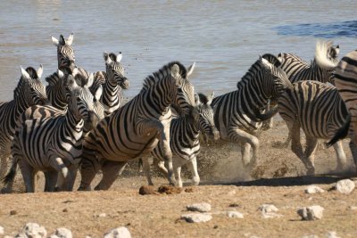 Zebra charging out of Okaukuejo